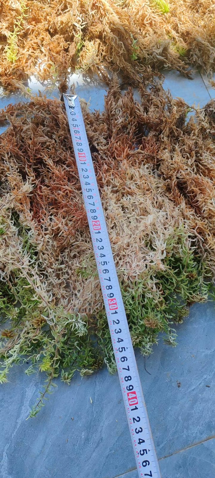 Fiber length